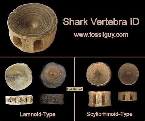 fossil shark vertebrae